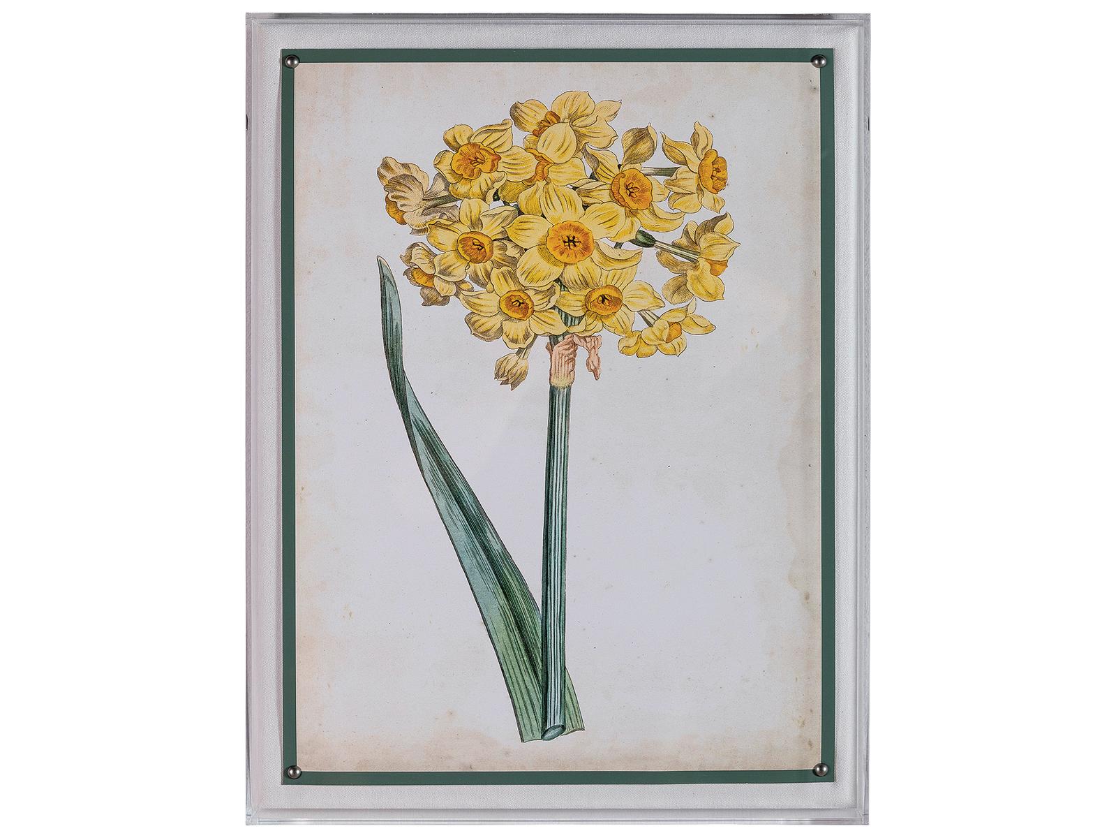 Port 68 Narcissus I