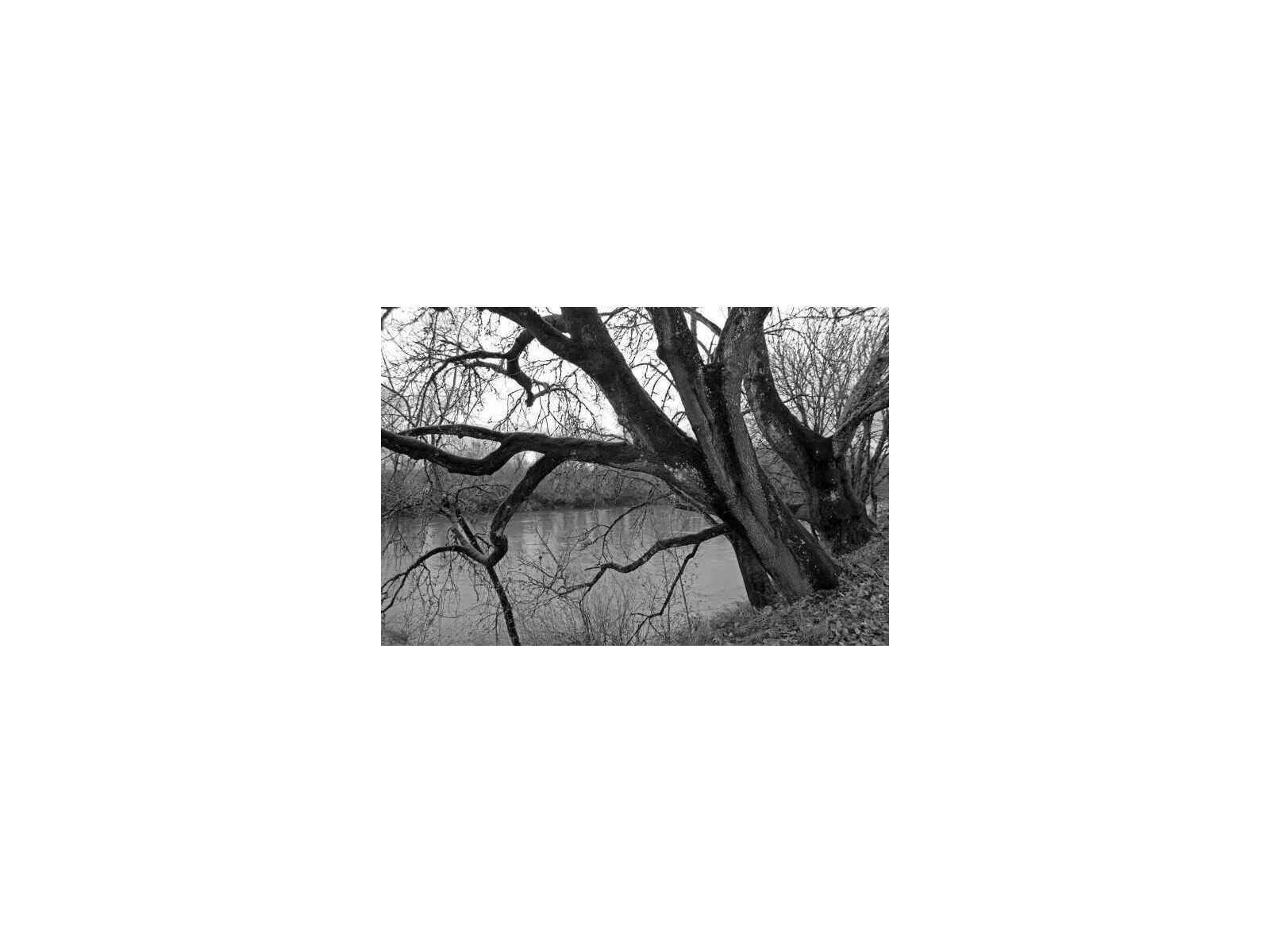 Daleno Hanging By the Creek Wall Art