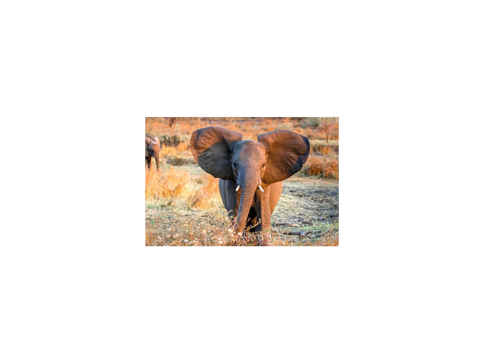Daleno Baby Tusker I Wall Art