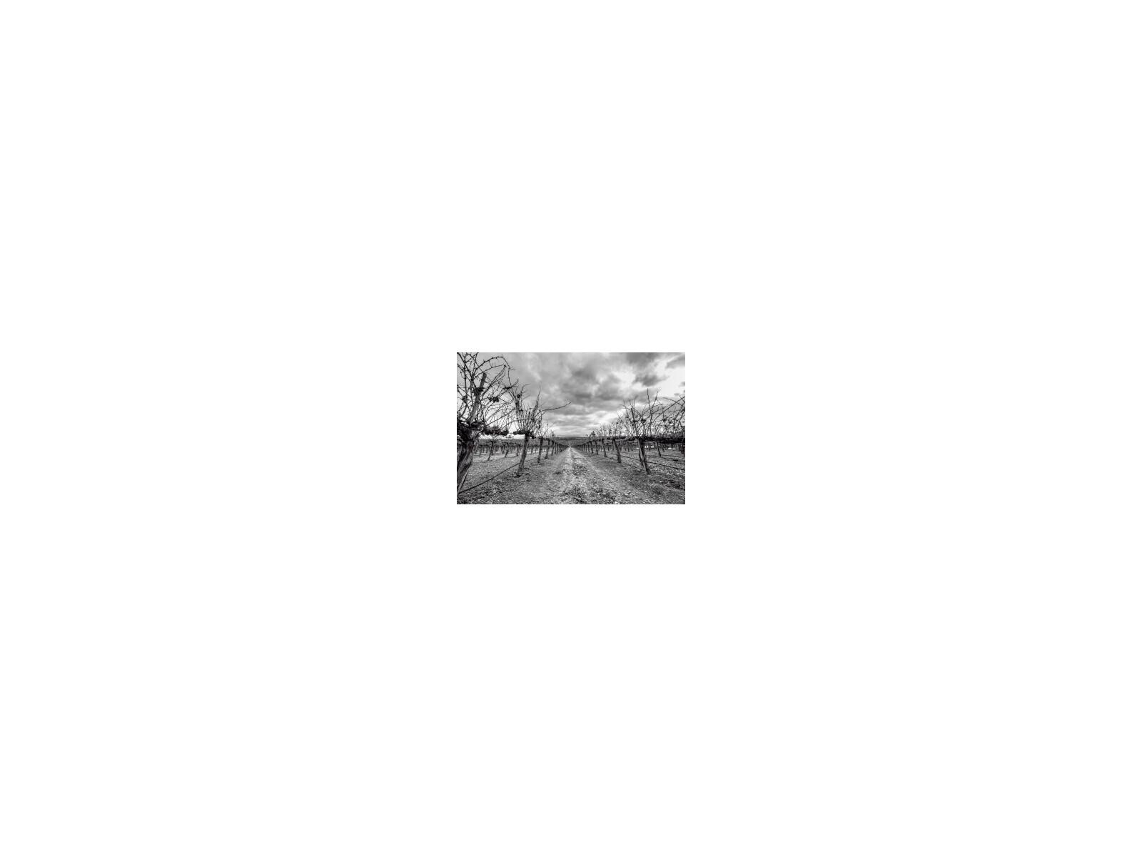 Daleno After Harvest Wall Art