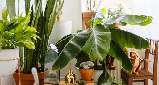 How To: Decorate with Indoor Plants