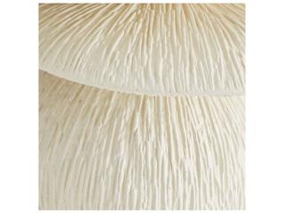 Arteriors Outdoor Felicia Ivory Concrete Round End Table