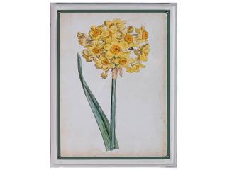 Port 68 Narcissus I