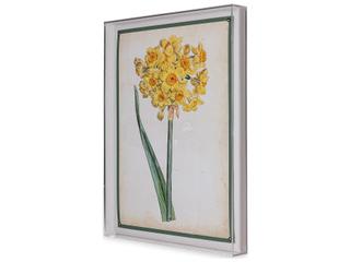 Port 68 Narcissus I