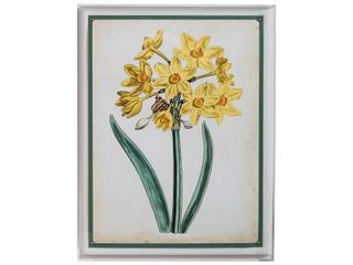 Port 68 Narcissus Ii