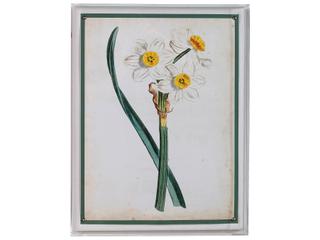Port 68 Narcissus Iii
