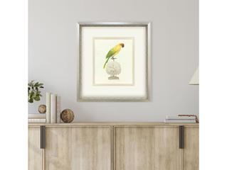 Paragon Treasure Parrot III Framed Art