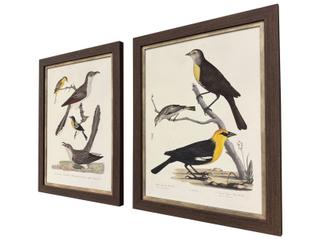 Paragon Ornithology I Framed Art - Set of 2