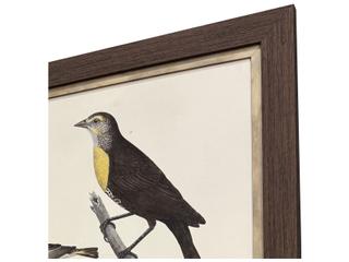 Paragon Ornithology I Framed Art - Set of 2