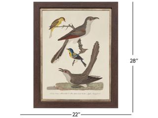 Paragon Ornithology I Framed Art - Set of 2