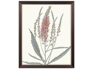 Paragon Pink Veronique II Canvas Wall Art
