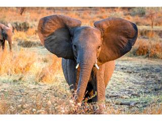 Animal Collection Wall Art Baby Tusker I Hand Embellished Giclee