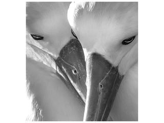 Flawless Features II Giclée Wall Art