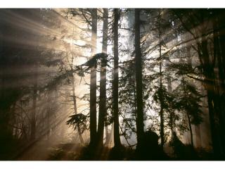 Hand Embellished Giclee Wall Art