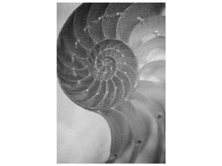 Ornate I Hand Embellished Giclee Wall Art