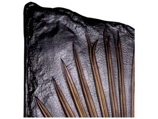 Eichholtz Palma Bronze Wall Object