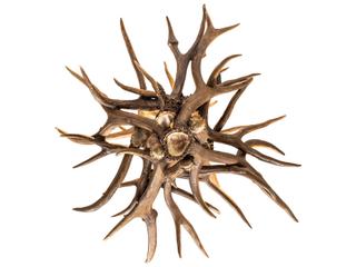 Meyda Antlers Elk & Mule Deer 4-Light Natural Antler Chandelier
