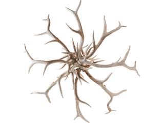 Meyda Antlers 8-Light Bleached Antler Off White Chandelier