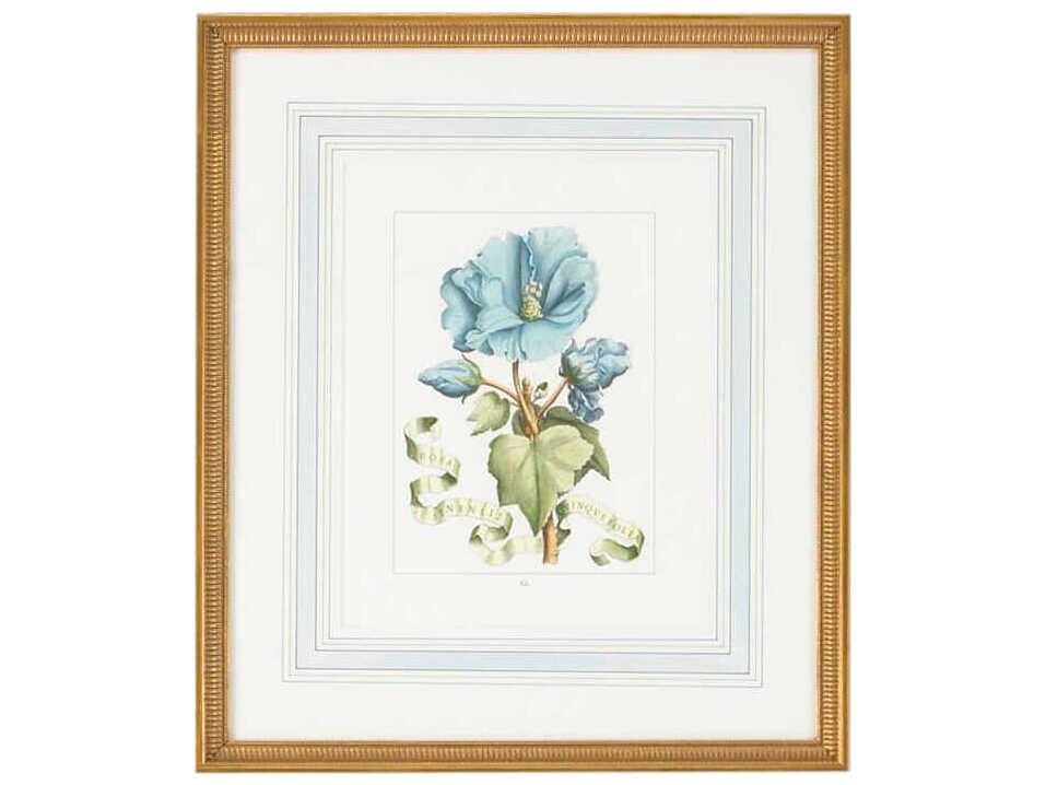 Blue Floral with Ribbon Hand-Colored Engraving in Gold Frame