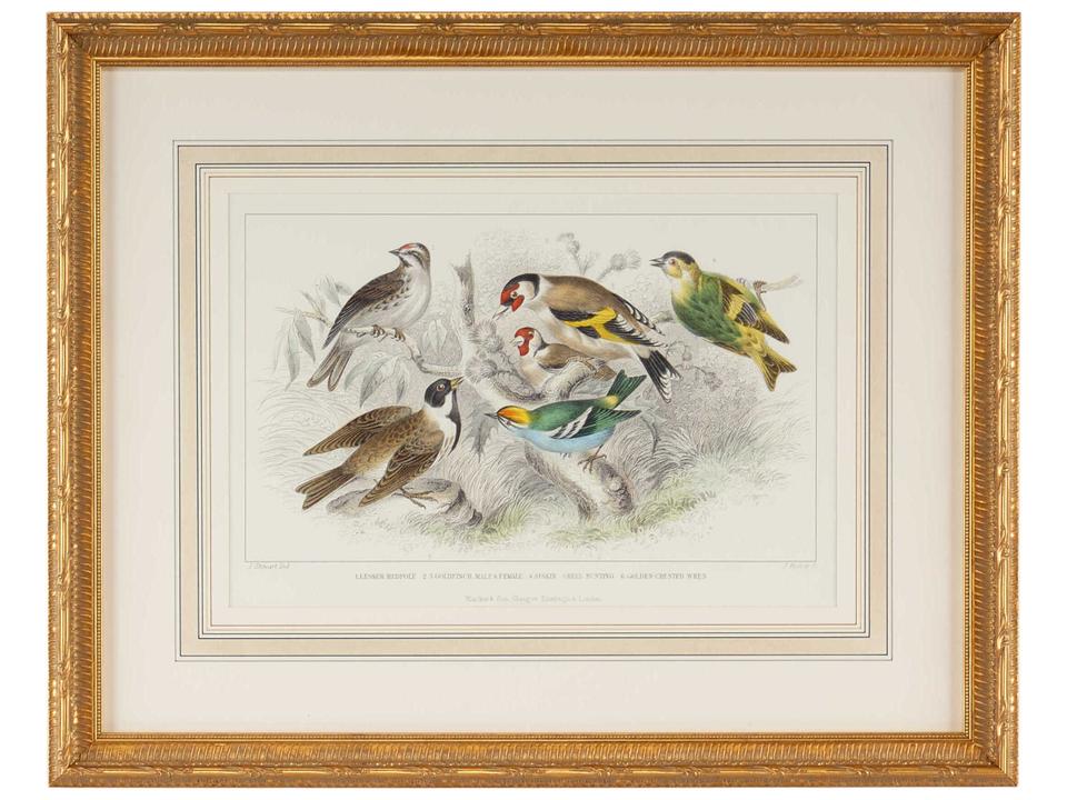 Hand Watercolored Engraving Art Print Gold Finch Bunting and Wrens