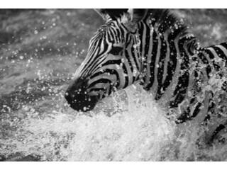 Fun and Free II Wall Art Original Giclee on Canvas