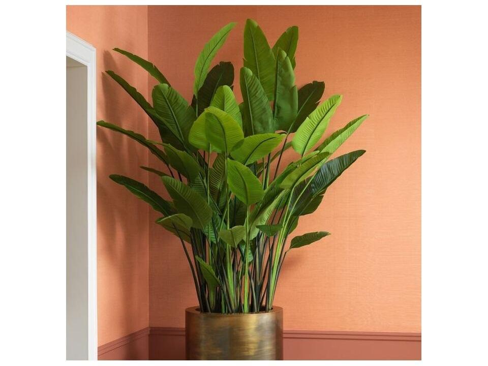 Strelitzia