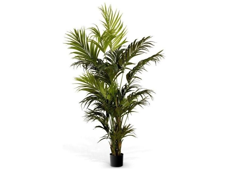 Kentia Palm
