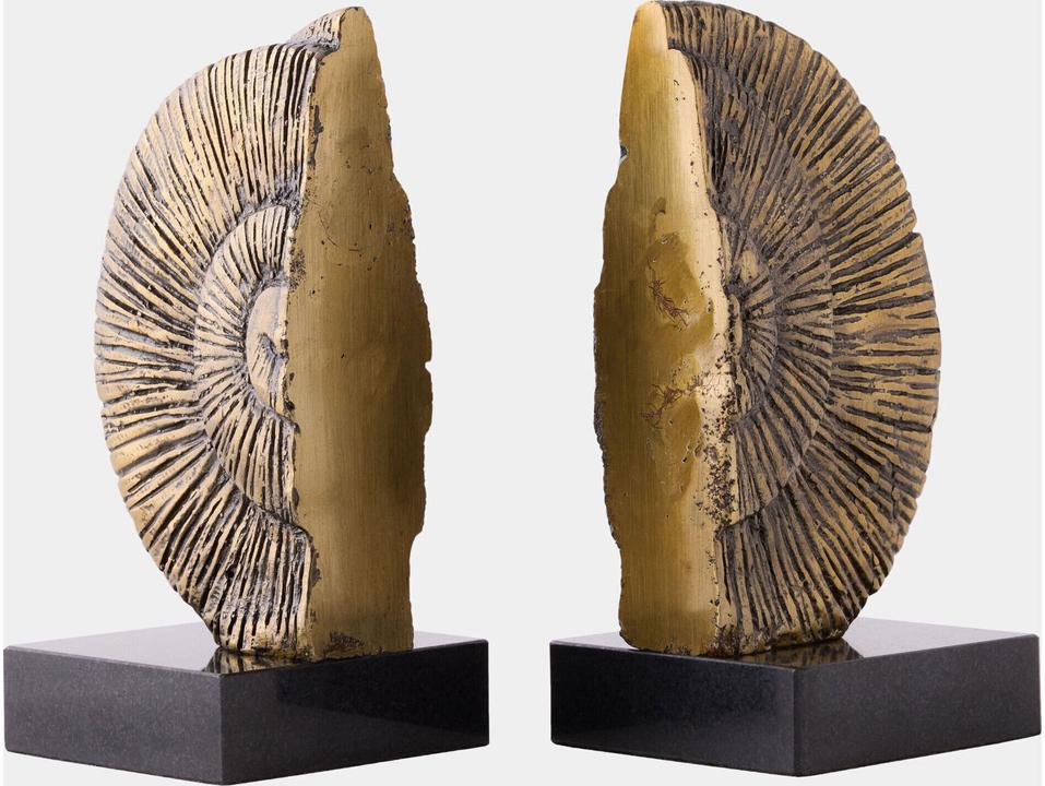 Ammonite