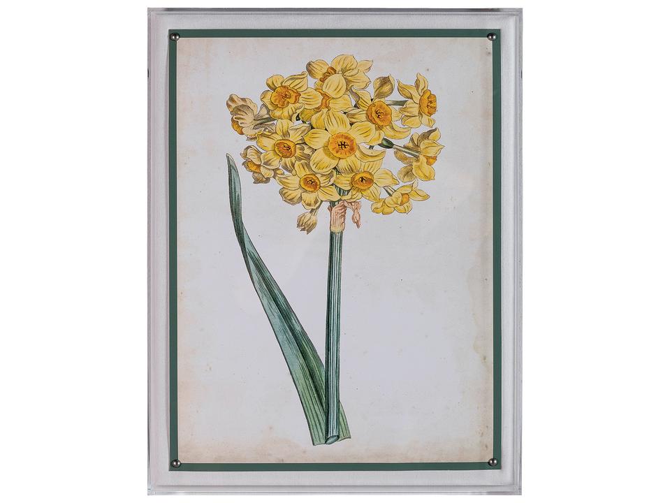 Narcissus I Giclee Print with Lucite Shadow Box and Nailhead Trim