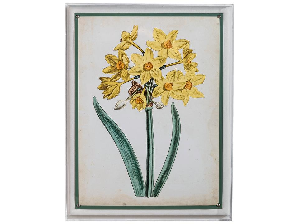 Narcissus II Giclee Print Wall Art with Lucite Shadow Box