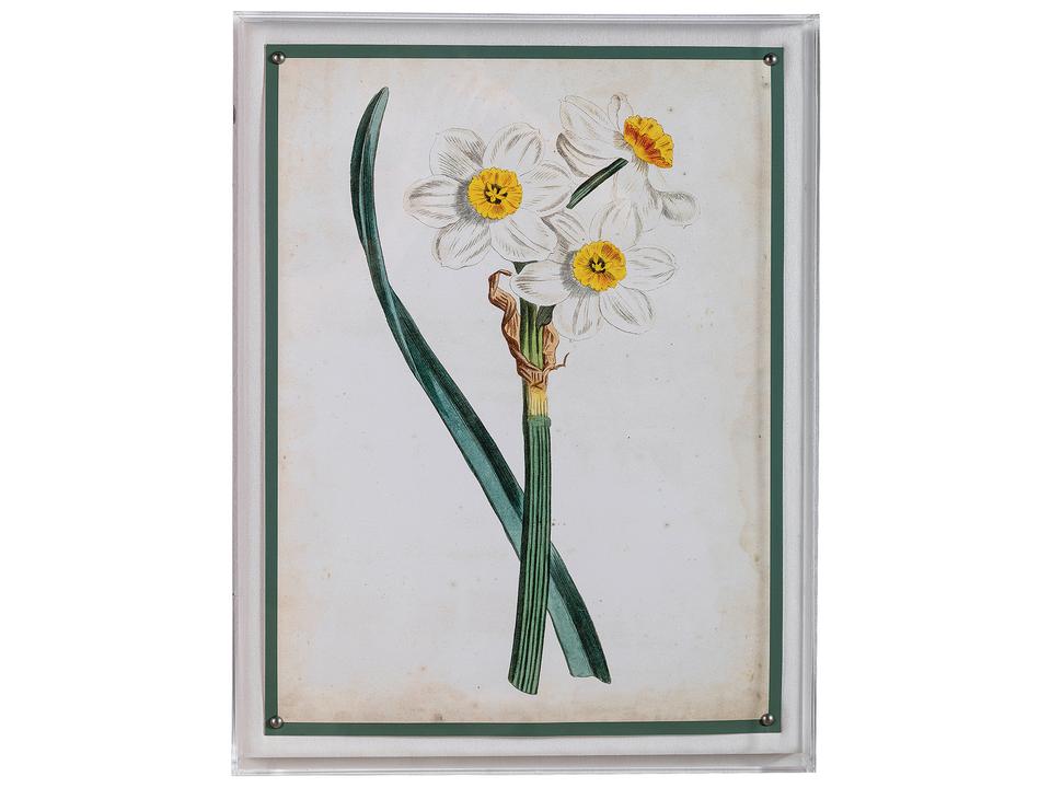 Narcissus III Giclee Print Wall Art with Lucite Shadow Box