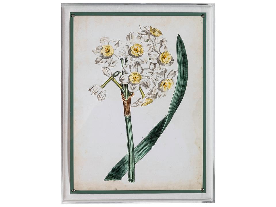 Narcissus IV Framed Wall Art with Lucite Shadow Box