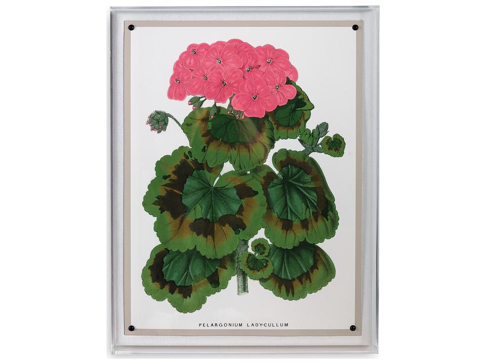 Geranium III Shadowbox Print Wall Art