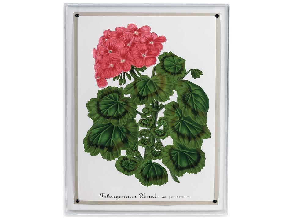 Geranium I Giclee Print Wall Art with Lucite Shadow Box