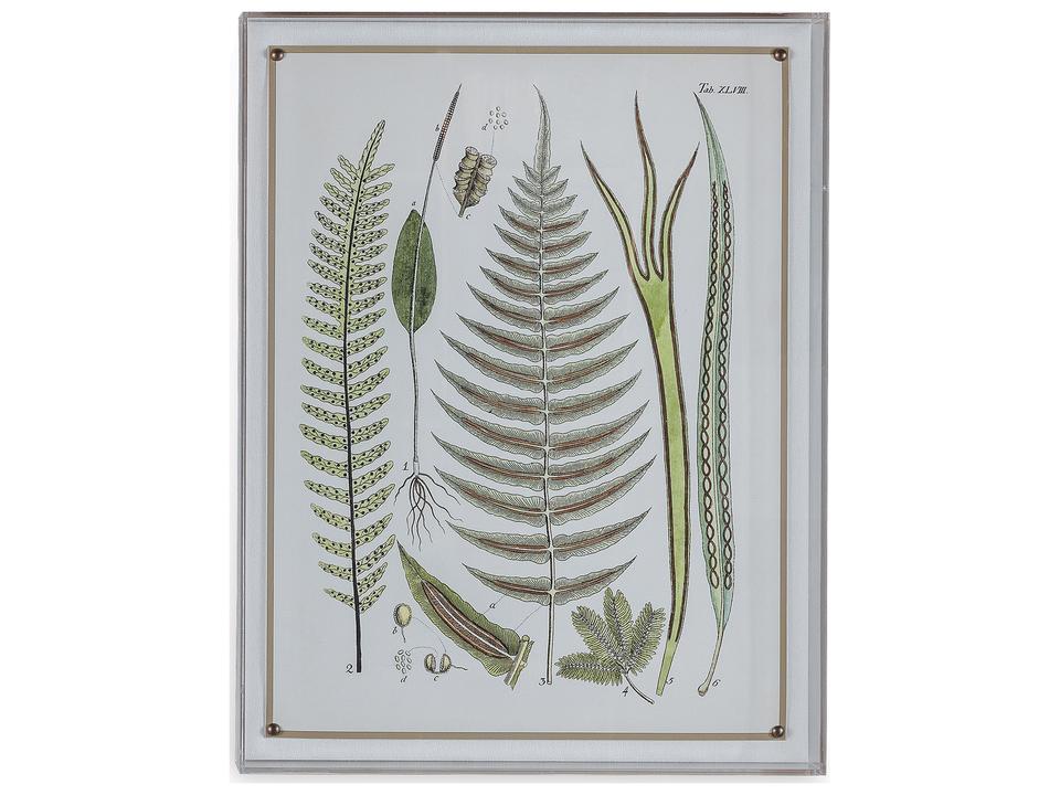 Ferns V Framed Giclee Wall Art with Lucite Shadow Box
