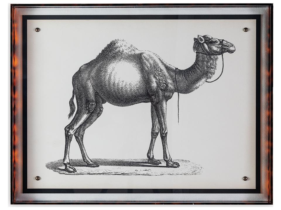 Camel Wall Art with Lucite Shadowbox Frame