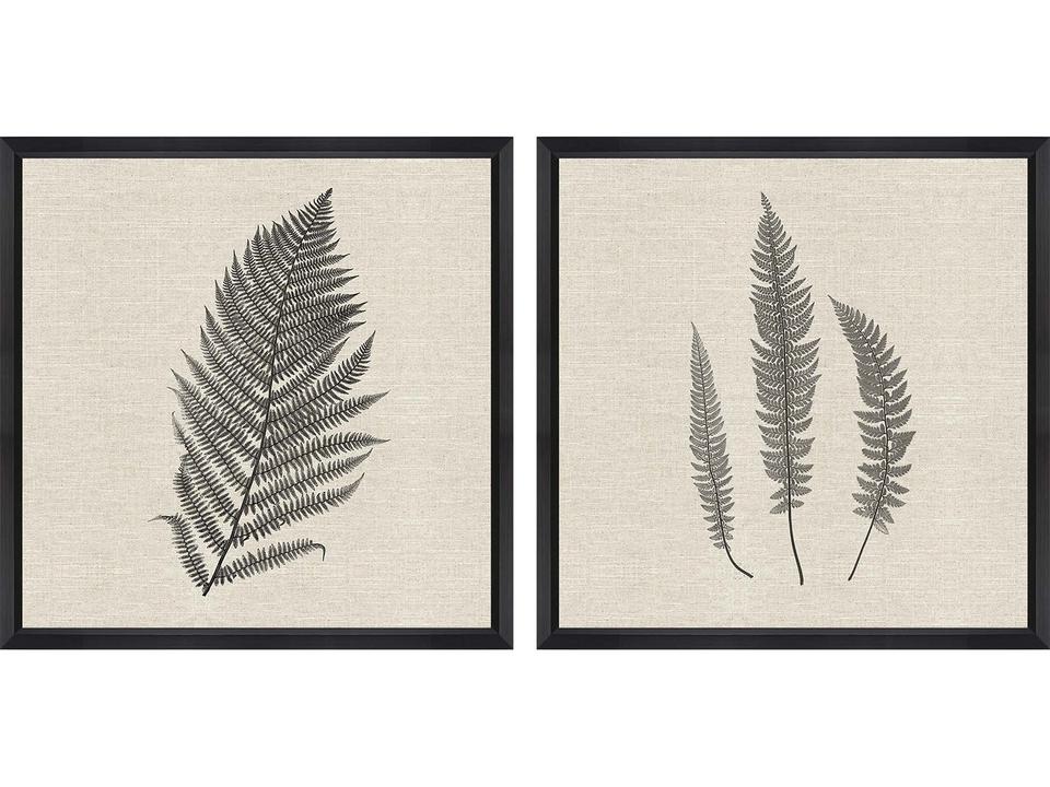 Modern Ferns II Framed Art Set of 2