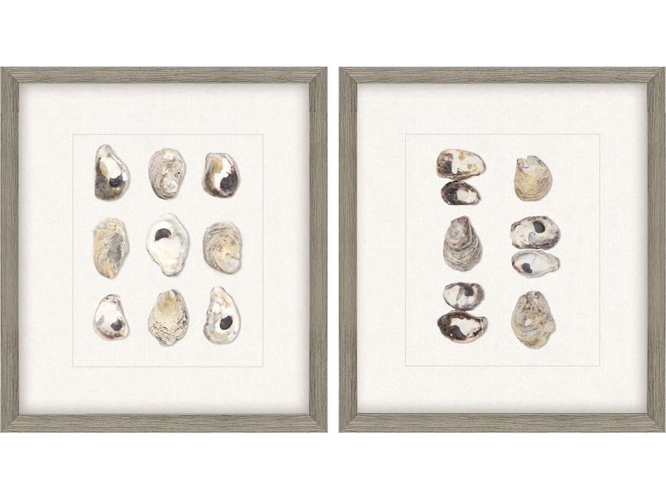 Oyster Shell Series Framed Art Set of 2