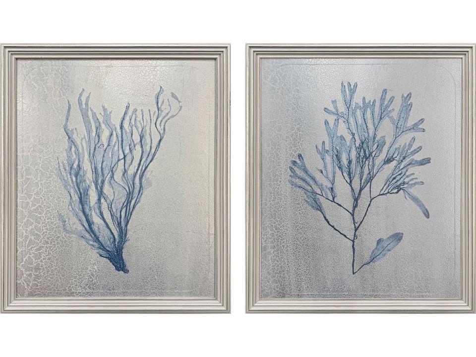 Oceanic Curiosity II Painting Set of 2