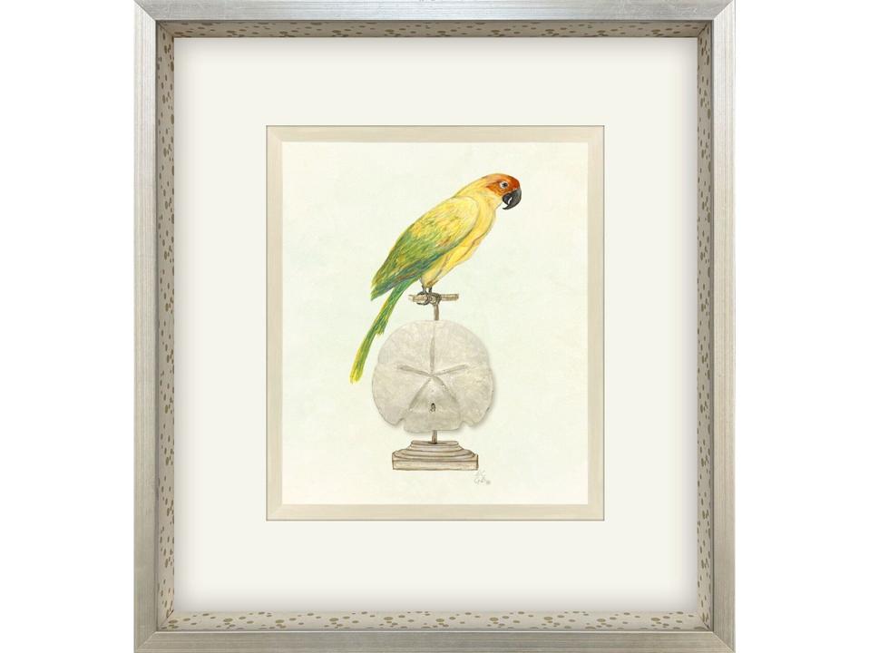 Treasure Parrot III Hand-Embellished Framed Art by PopJoy Studio