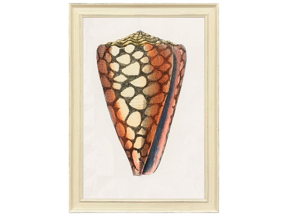 Conch Study I Framed Art Coastal Decor with Ivory Wood Frame