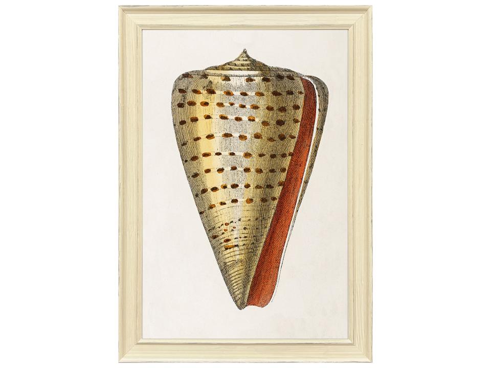 Conch Study II Framed Giclee Art in Distressed Ivory Wood Frame