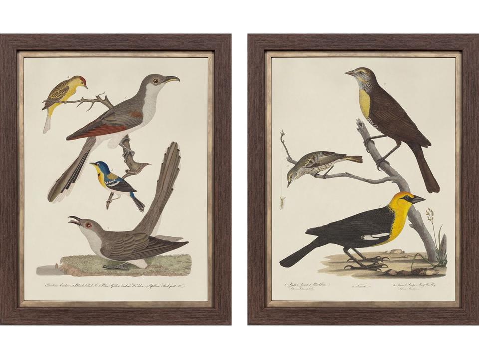 Ornithology I Framed Art - Set of 2