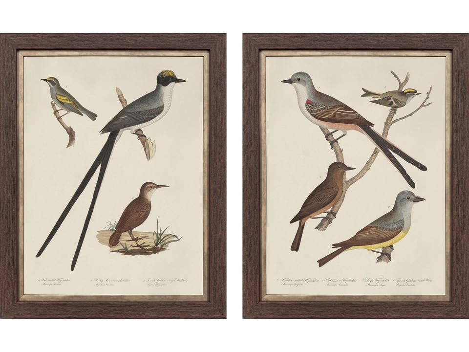 Ornithology II Framed Art - Set of 2