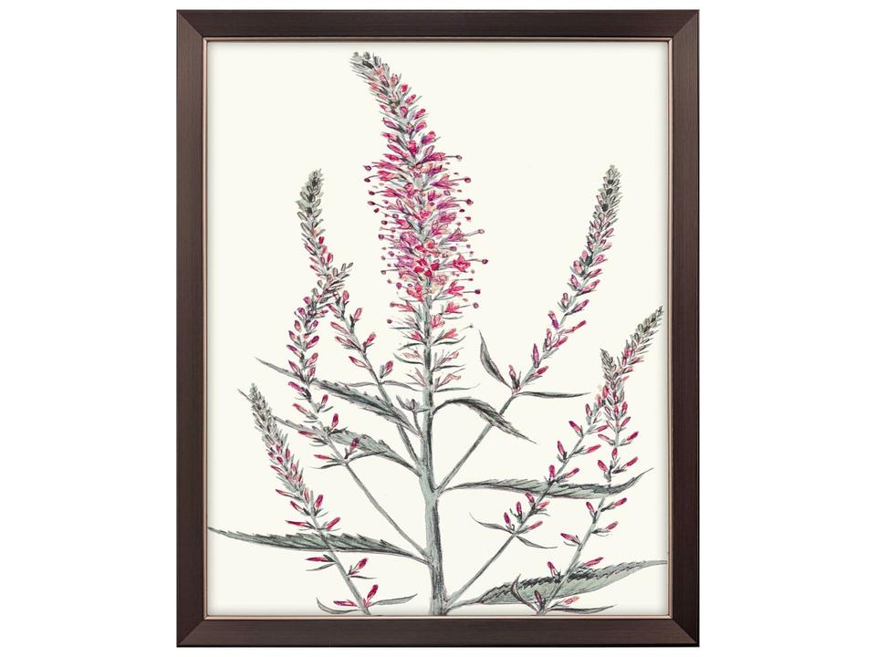 Pink Veronique I Canvas Wall Art