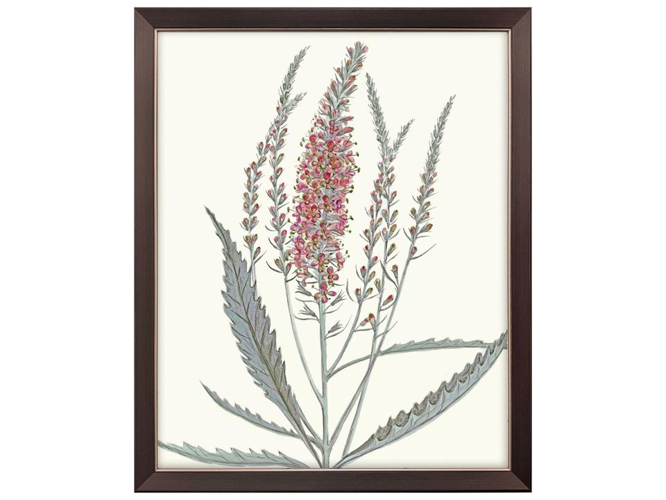 Pink Veronique II Canvas Wall Art