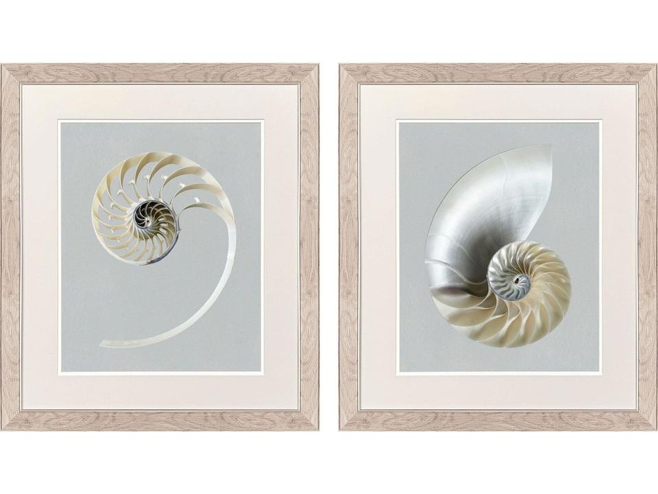 Neutral Nautilus I Painting Set of 2