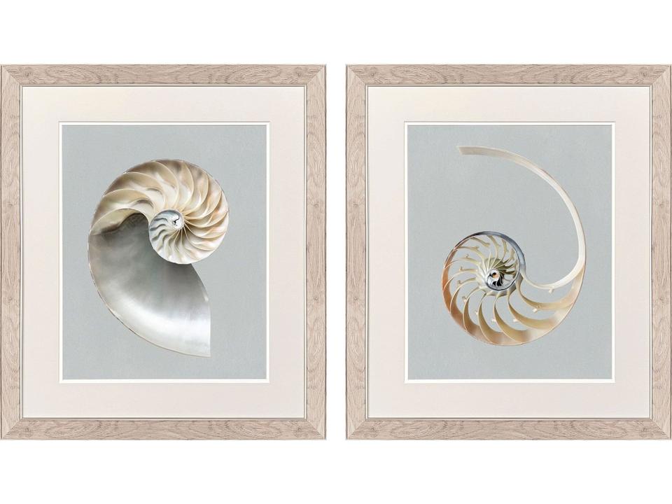Neutral Nautilus II Painting Set of 2