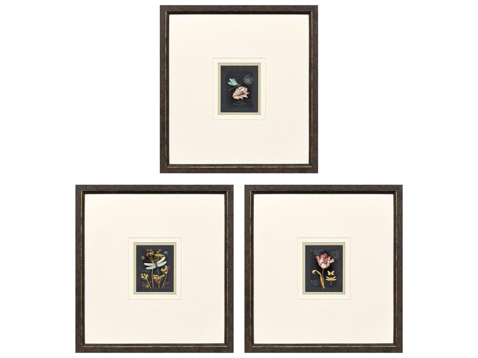 Petite Wonders I Framed Art Set of 3