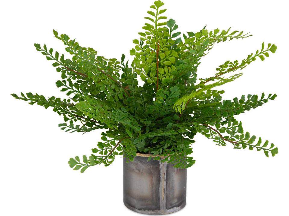 Maidenhair Fern in Oxidized Container with Gold Accents
